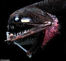 Bioluminescence evolved independently 27 times in 14 major fish groups. St Jude S University Study Suggests Glow In The Dark Fish Could Become More Common Daily Mail Online