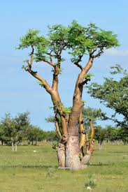 Le Moringa L Arbre A Miracles Moringa Tree Moringa Oleifera Moringa