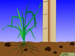 10 healing weeds that may grow in your garden. 3 Ways To Kill Weeds Wikihow