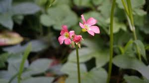 Image result for Oxalis tetraphylla