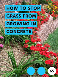 Say the area is about the equivalent of 1m2, it takes about a week to pull up a third of the grass and that still doesn't. Learn How To Stop Grass From Growing In Concrete How To Guides Tips And Tricks Knockout Roses Plants Plant Pests