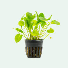 Image result for Ranalisma