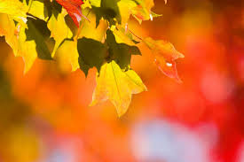 Is there a simple way (e.g., free or shareware application) to remove this white background and make it transparent? The Picture Of Hyphas Animation Autumn Leaves On A Transparent Background 3 Thousand Images Are Found In Yandex Pictures Osen Postila