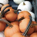 Pumpkin Festival at Reeger's Farm