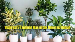 Biasanya berukuran kecil atau mini yang berguna untuk kamar. Ini Jenis Tanaman Yang Cocok Dirawat Dalam Rumah