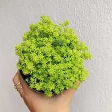 Gold moss sedum is so small that it can be induced to grow in the narrowest cracks between bricks or stones. Pin On Front Yard