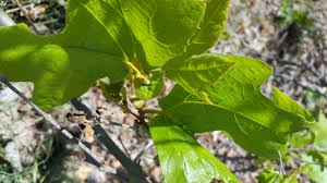 Normally a pair of leaves, each palmately divided into thirds, per wildflowers of the southern mountains. 12 1 External Structure Of Leaves Biology Libretexts