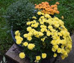Chrysanthemum X Morifolium Ryan S Pink Pacific Northwest Specialty Plants