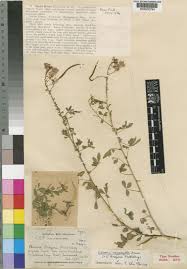 Image result for Cleome oxyphylla