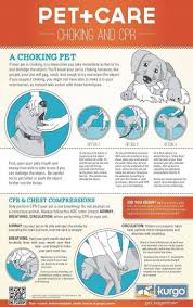 Dog Cpr Infographic Dog Care Pet Care Your Pet