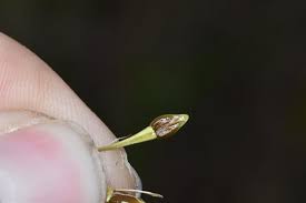 Image result for Rhynchosia congensis