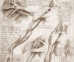 Leonardo Da Vinci Drawings Nel 2020 Leonardo Da Vinci Rinascimento Italiano Anatomia