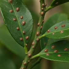 Image result for puklice