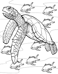 This beautiful coloring page full of sea turtles is free to download from dover publications. Coloring Sea Turtles Pages Coloring Pages For Kids Coloring Home