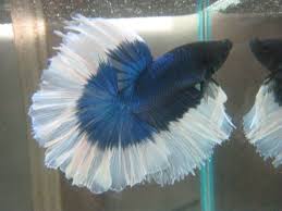 Betta Photo Detailed About Betta Picture On Alibaba Com Betta Fish Types Betta Fish Betta