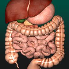 Image result for internal organs