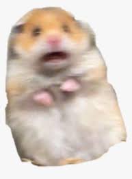 Find this pin and more on cute little memes by matilano atilano. Hamster Meme Freakout Freaking Hamstermeme Hd Png Download Transparent Png Image Pngitem