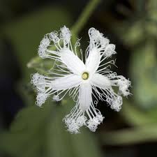 Image result for Goodeniaceae