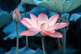Seeing as how the relationship had ended, receiving a bouquet could come across as confusing to the girl. Lotus Lotus Flower Meaning Beautiful Flowers Photography Lotus Flower Painting
