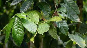 Image result for Coffea schliebenii