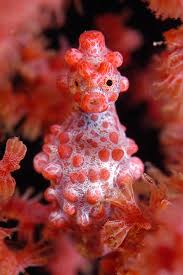 We carry more than 500 aquarium decorations to give you endless options for personalizing your aquarium. Dr Ellen Prager Sex Drugs And Sea Slime The Oceans Oddest Creatures And Why They Matter Npr