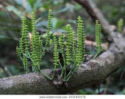 Image result for Gnetum