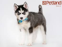 We told the salesperson of our recent loss and (so we thought) was understanding. Petland Florida Has Siberian Husky Puppies For Sale Check Out All Our Available Puppies Siberian Husky Puppies Puppy Friends Siberian Husky Puppies For Sale