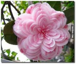 Some even too scared to use the color of purple to decorate their house simply because the color can be too overpowering for any other colors. Most Beautiful Flower I Ve Ever Seen Unusual Flowers Beautiful Flowers Rare Flowers