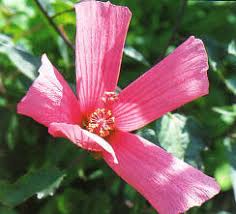 Image result for Hibiscus rhabdotospermus