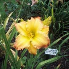Yellow self with light green throat. Solar Music Keast Daylily Gardens