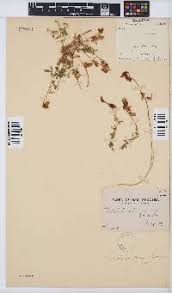 Image result for Oliverella rubroviridis