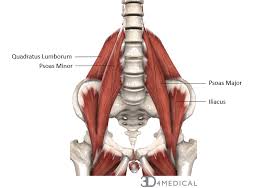 Luckily, most pulled muscles heal fairly quickly and there are a number of treatments that you can try to help speed up the healing process. Muscles Advanced Anatomy 2nd Ed