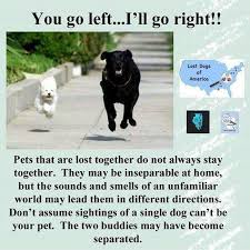 Always File Separate Reports If A Pair Of Dogs Go Missing They May Get Separated And You Want To Make Sure That People Call You Losing A Dog Losing A Pet