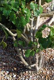 Image result for Cynanchum