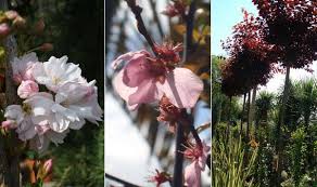 Avocado tree utuado dwarf variety grafted is now in your comparison list. Buy Flowering Cherry Trees Online Nationwide Delivery Uk