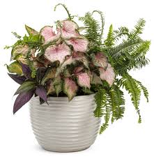 Image result for Strobilanthes