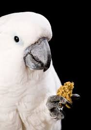 how to get your pet bird to eat pellets pet birds bird cockatoo