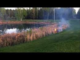 Aug 09, 2013 · spray the part of the plant you have access to and our herbicide will do the rest! Burning Cattails Around The Pond Getting Rid Of The Dead Stuff Youtube
