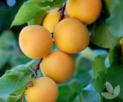 This is done by brushing from flower to flower. Prunus Armeniaca Moorpark Apricot Trees Speciality Trees