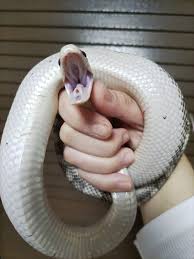 クロス動物医療センター青井