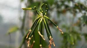 Image result for Vanilla grandifolia