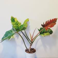 Philodendron Fanatic On Instagram The Shapes And Colors Of The P Caramel Marble Baby Tron Philodendronfanatic Philodendron Plants Plant Roots