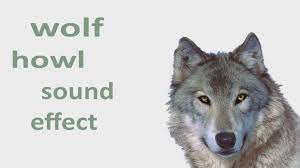 The Animalsounds Wolf Howl Soundeffect Animation Finfanfun Wolfvideo Http Fin Fan Fun Blogspot Rs 201 Animal Sounds Wolf Howl Sound Wolf Howling