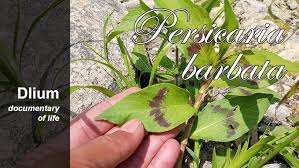 Image result for Persicaria barbata