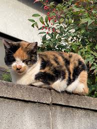 三 毛 猫 ランチ