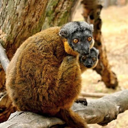 Lemur límcový