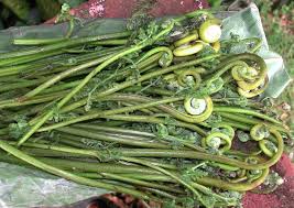 Image result for Hypolepis