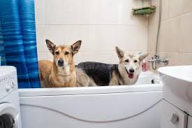 Hunde badewanne kaufen die qualitativsten hunde badewannen im vergleich. 218 Hunde Der Badewanne Fotos Kostenlose Und Royalty Free Stock Fotos Von Dreamstime