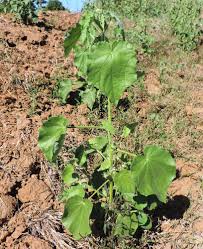 Image result for Hibiscus panduriformis