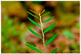 Image result for Phyllanthus hutchinsonianus